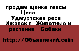 продам щенка таксы › Цена ­ 3 500 - Удмуртская респ., Ижевск г. Животные и растения » Собаки   